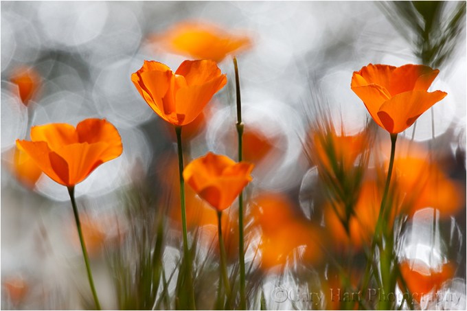 Sparkling Poppies, Merced River Canyon