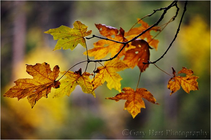 Forest Autumn, Yosemite
