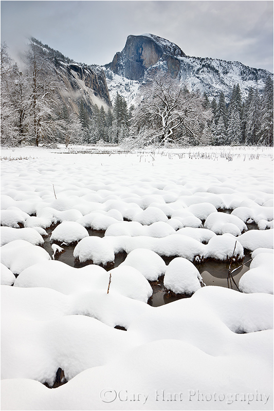 Fresh Snow, Cook's Meadow, Yosemite