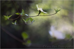 Floating Dogwood, Yosemite