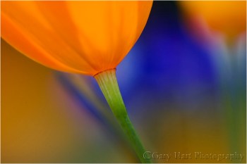 Poppy Lanterns, Merced River Canyon