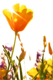 Brilliant Poppy, American River Parkway, Sacramento