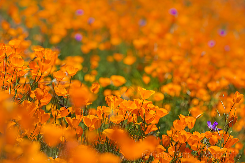 Poppies, Hite Cove Trail, Merced River Canyon