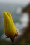 Gary Hart Photography: Poppy and Surf, Point Reyes National Seashore