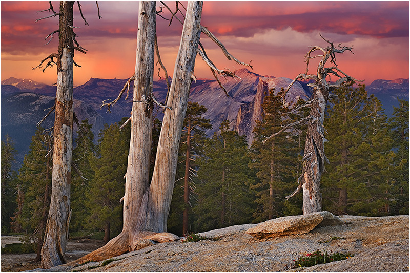 Half Dome and Trees at Sunset, Sentinel Dome, Yosemite