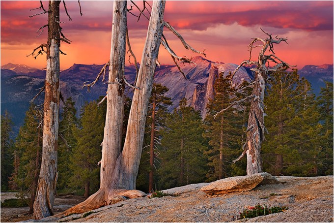 Half Dome and Trees at Sunset, Sentinel Dome, Yosemite