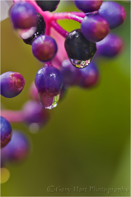 Raindrops, Hawaii Tropical Botanical Garden, Hawaii
