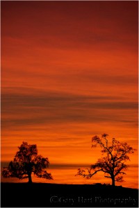 Gary Hart Photography, Hilltop Oaks, Sierra Foothills, California