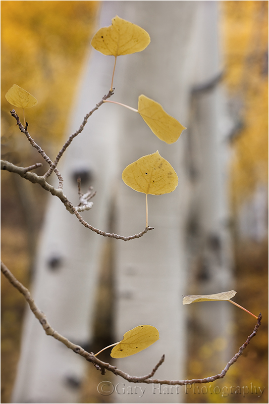 Aspen, Bishop Creek Canyon, Eastern Sierra