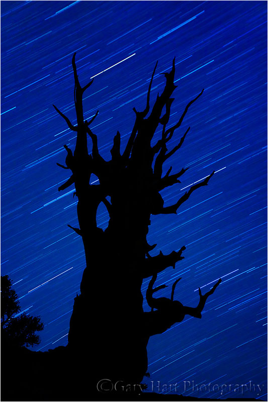 Star Trails, Bristlecone Pine Forest, California