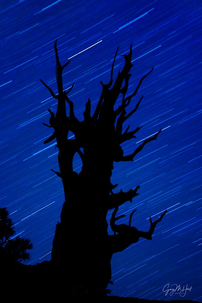 Gary Hart Photography: Bristlecone Star Trails, Schulman Grove, White Mountains, California
