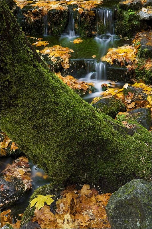 Fern Spring, Yosemite