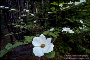 Gary Hart Photography: Forest Dogwood, Valley View, Yosemite