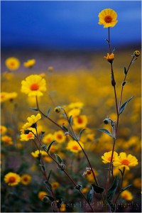 Gary Hart Photography: Field of Gold, Death Valley