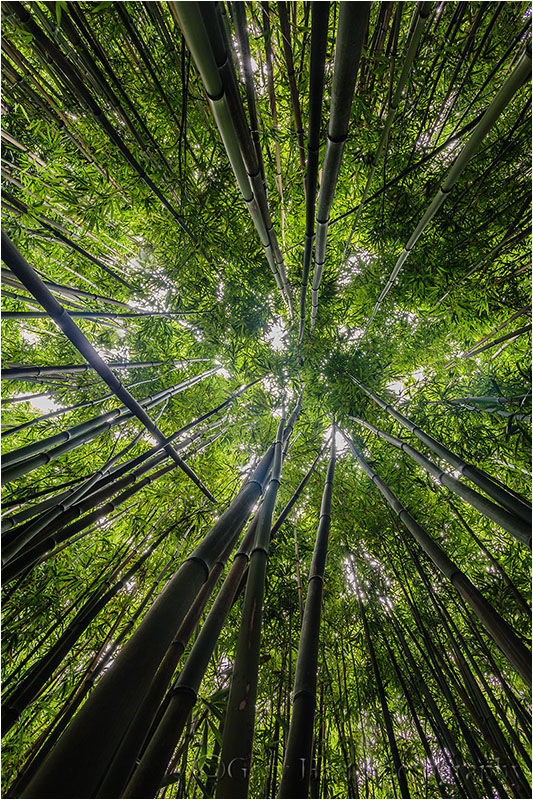 Bamboo Sky, Maui, Hawaii