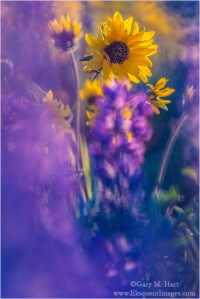 Gary Hart Photography: Balsom Root and Lupine, Columbia River Gorge, Oregon