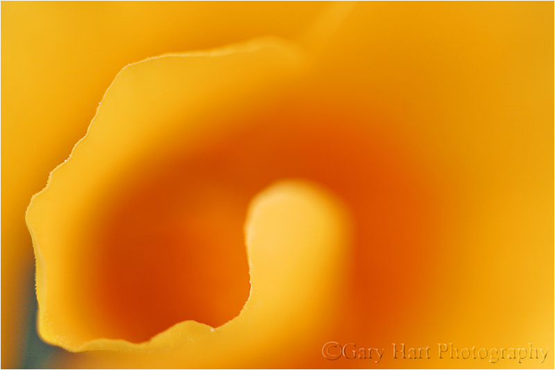 Intimate Poppy, Point Reyes National Seashore