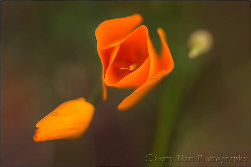 Evolution, Gold Country Poppies, Sierra Foothills