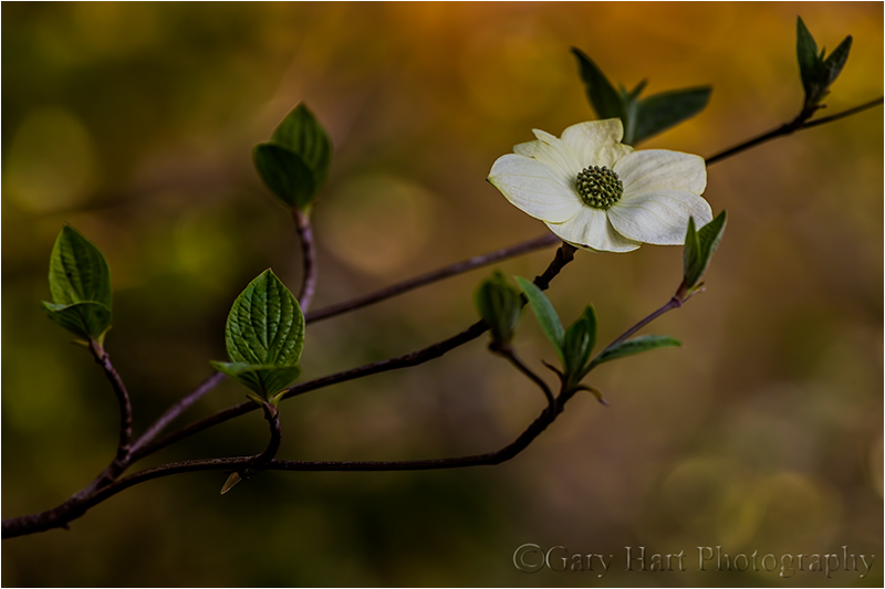 Solitude, Dogwood Bloom Above the Merced River, Yosemite