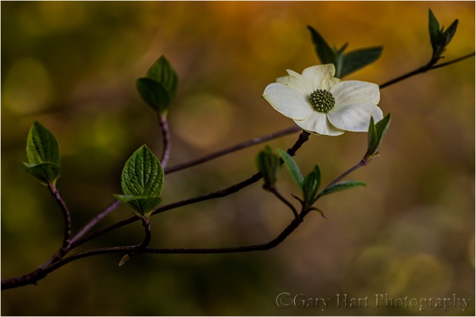 Solitude, Dogwood Bloom Above the Merced River, Yosemite