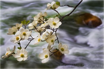 Dogwood and Rapids, Merced River, Yosemite