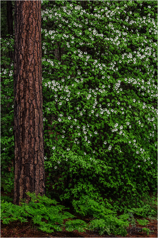 Dogwood and Pine, Valley View, Yosemite