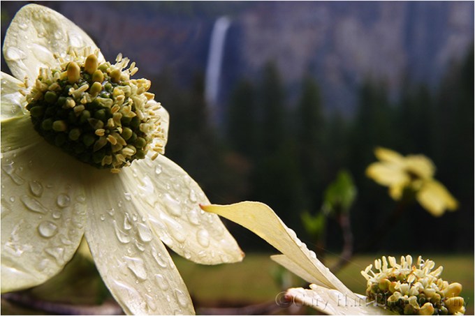 Bridalveil Dogwood, Yosemite