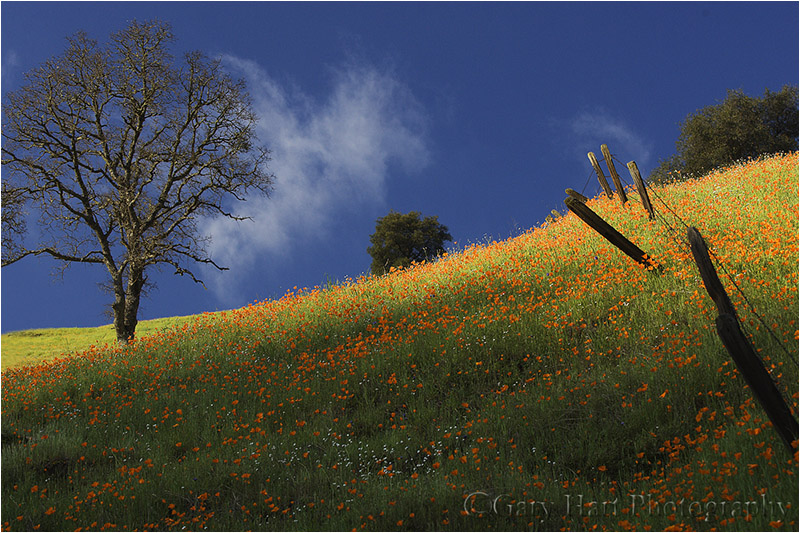 Poppy Hillside, California Gold Country