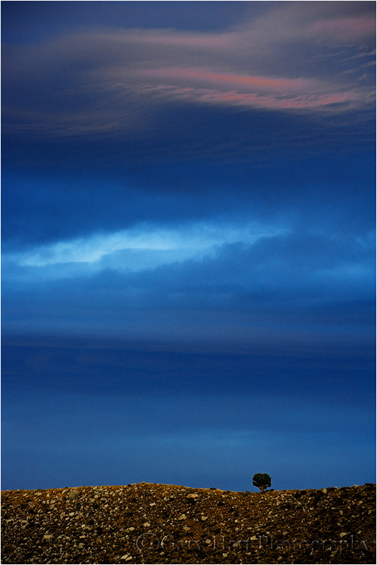 Tree at Sunset, McGee Creek Canyon, Eastern Sierra