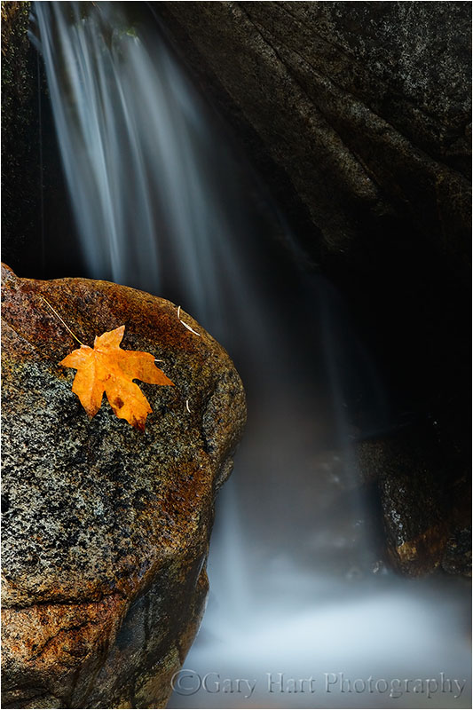 Autumn Leaf, Bridalveil Creek, Yosemite