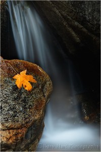 Gary Hart Photography: Autumn Leaf, Bridalveil Creek, Yosemite
