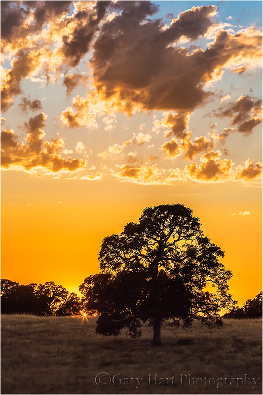 Sunburst, California Oak, Sierra Foothills