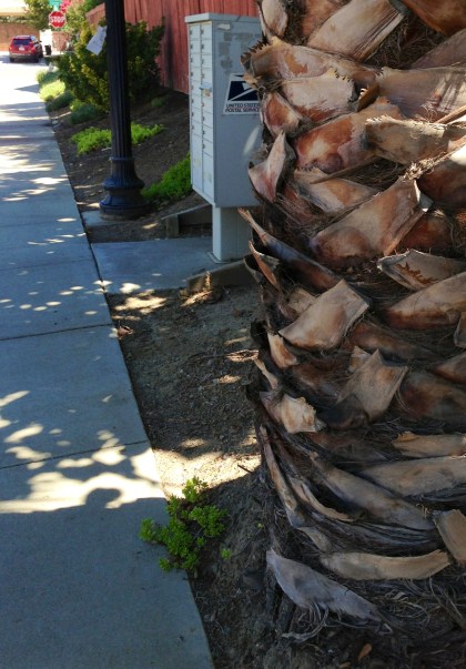 Mean Palm Tree, Sacramento