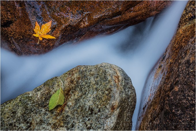 Shortly after I started, a breeze kicked up and deposited a green leaf in the middle of my scene. I wasn't particularly crazy about this leaf, but before it blew aways I captured a few frames.