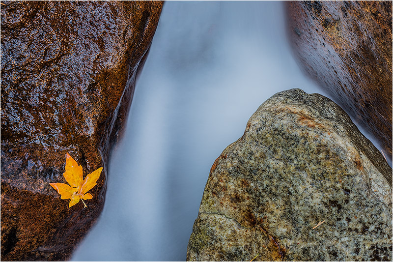 Autumn Leaf and Bridalveil Creek, Yosemite