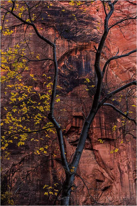 Tree and Sandstone, Virgin River Canyon, Zion National Park Canon EOS 5D Mark III 1/3 second F/11 ISO 400 109 mm