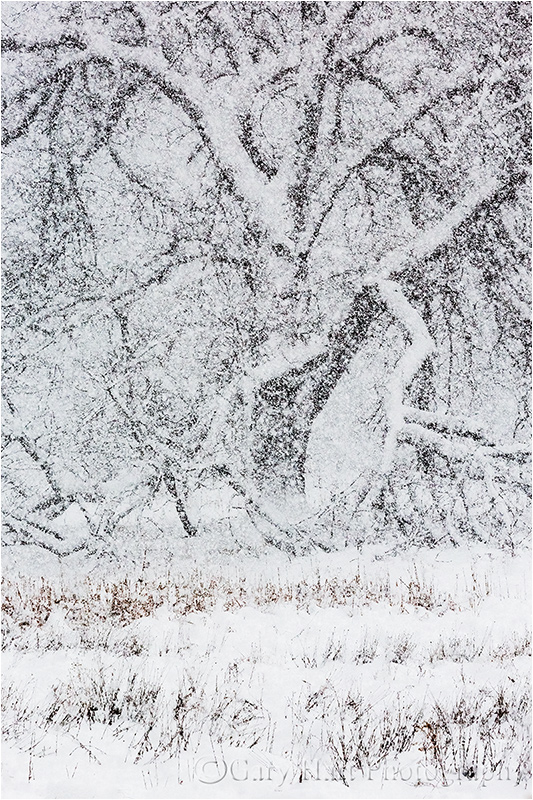 Elm in Blizzard, Cook's Meadow, Yosemite