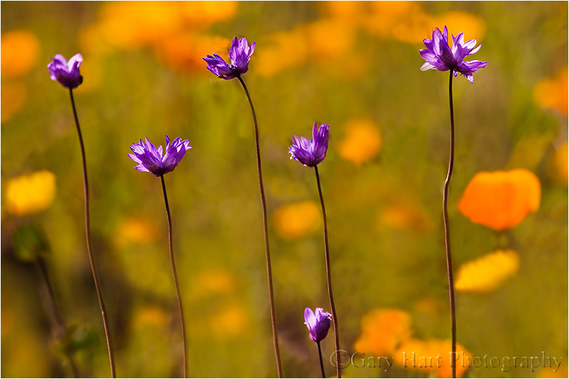 Wildflower Collage, Sierra Foothills, California