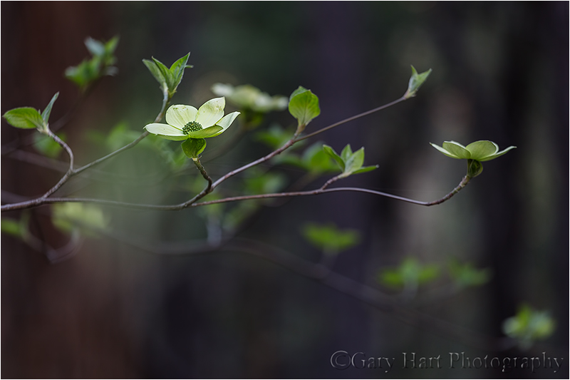 Forest Dogwood, Yosemite Valley