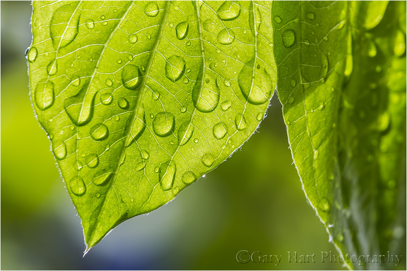 Raindrops, Dogwood Leaf, Yosemite