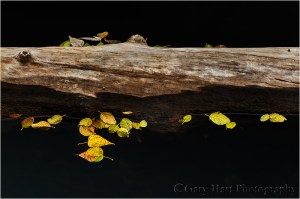 Gary Hart Photography, Yosemite autumn leaves