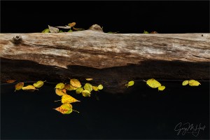 Gary Hart Photography: Floating Leaves, Merced River, Yosemite