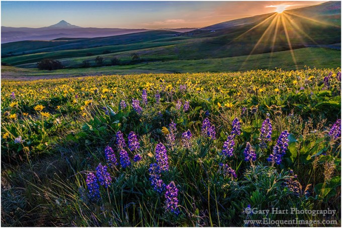Gary Hart Photography: Wildflowers and Mt. Hood, Columbia Hills State Park, Washington