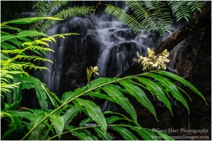 Gary Hart Photography: Hidden, Akaka Falls State Park, Hawaii