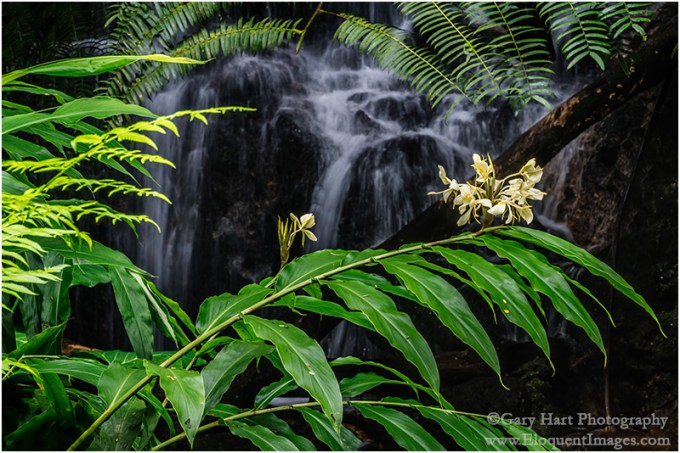 Gary Hart Photography: Hidden, Akaka Falls State Park, Hawaii