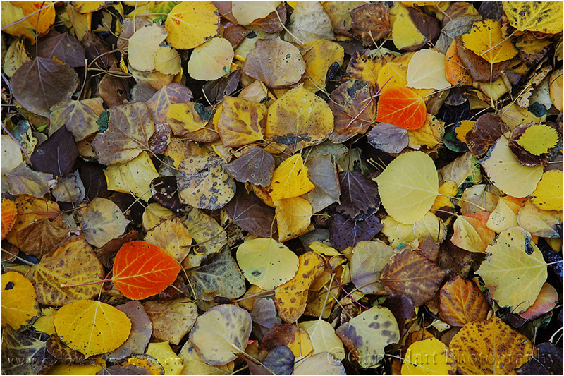 Gary Hart Photography: Fallen Color, Rock Creek Canyon, Eastern Sierra
