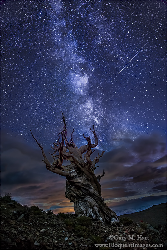 Gary Hart Photography: Bristlecone Night, White Mountains, California