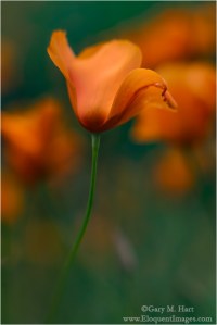 Gary Hart Photography: Dancing Poppy, Sierra Foothills, California