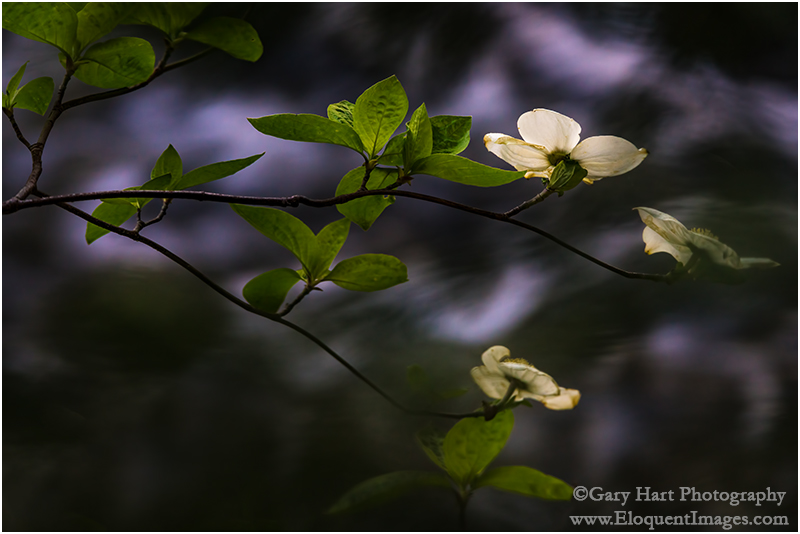 Gary Hart Photography: Floating Dogwood, Merced River, Yosemite