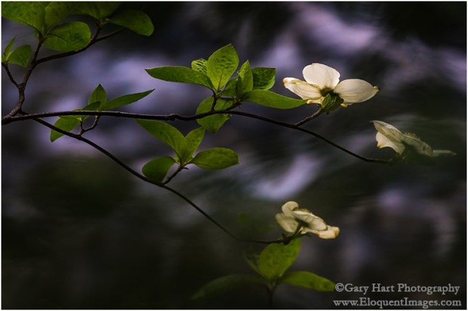 Gary Hart Photography: Floating Dogwood, Merced River, Yosemite
